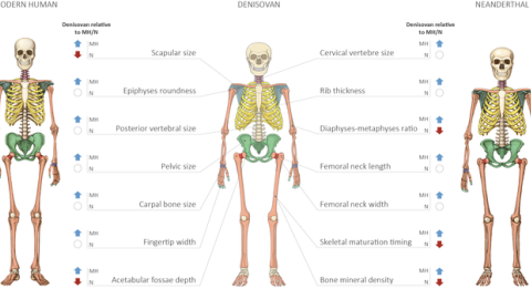 Modelo anatómico de un humano moderno, un neandertal y un denisovano. / Agencia SINC - Maayan Harel