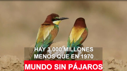 Un mundo sin pÃ¡jaros: hay 3.000 millones menos que en 1.970