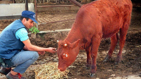 Un ejemplar de vaca bermeja de color rojizo. - AFP