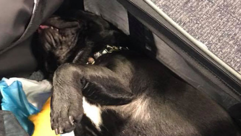 Foto del perro que murió en un vuelo de United Airlines publicada en el Facebook de June Lara.