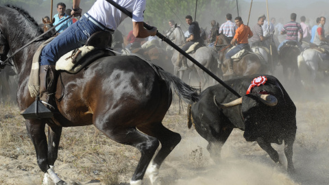 Un participante clava al toro la lanza durante el festejo del Toro de la Vega.- PACMA