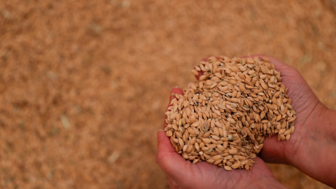 Un agricultor sostiene un puñado de arroz bomba en el granero antes de ir al molino, en Sollana, Valencia. REUTERS/ Eva Manez