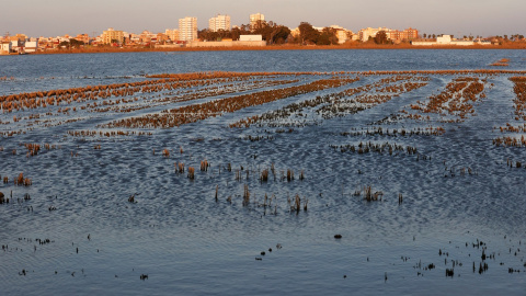 Vista de unos arrozales en el Parque Natural de la Albufera, en Valencia. REUTERS/Eva Manez