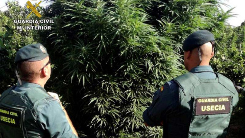 Dos agentes de la Guardia Civil observan una de las plantas requisadas en Totana. (EFE)