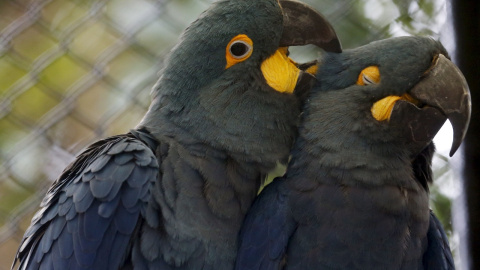 Dos loros.- EFE