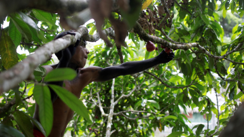 23/09/2019 - Un joven de la tribu indígena Tembe en Brasil / REUTERS (RICARDO MORAES)