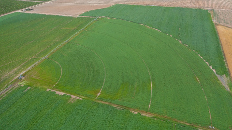 Parcela de cultivo en regadío en la zona central de Los Arenales, donde tradicionalmente se cultivaba cereal en secano.