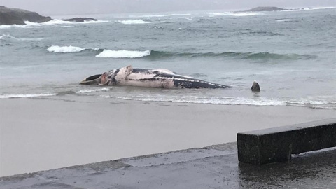 La ballena muerta en la playa de Balarés, en Ponteceso (A Coruña). / EUROPA PRESS