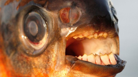 Un ejemplar de pacú, conocido por su dentadura con forma humana. FOTO: Henrik Carl (Universidad de Copenhague)