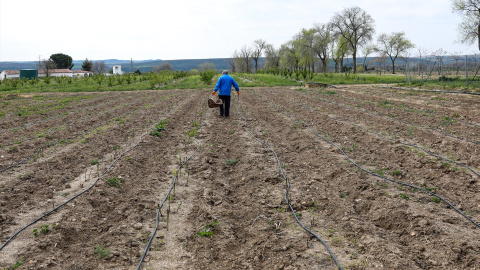 Un agricultor en un campo de Aranjuez.