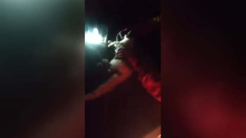 Reaniman a un gato que había inhalado humo del volcán