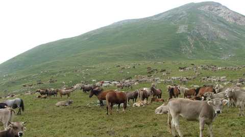 En Montanuy, municipio en el que se encuentra Castanesa, quedan dos ganaderos a los que la presencia del oso está disuadiendo de continuar.