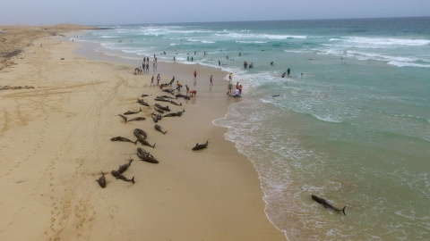 132 delfines quedan varados en una de las playas de la isla de Boavista (Cabo Verde)  26/09/19