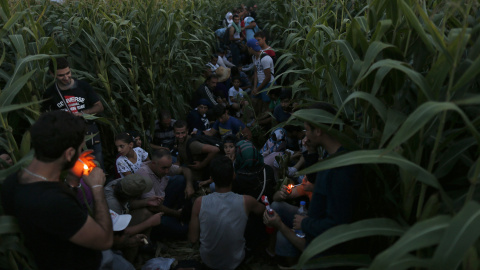 Unos inmigrantes se ocultan entre plantas de maíz, en Horgos, junto a la frontera serbio-húngara.-O. TEOFILOVSKI