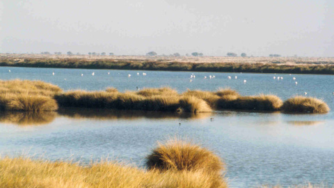 Lagunas de El Acebuche, en la zona de marismas del Parque Nacional de Doñana. WIKIPEDIA