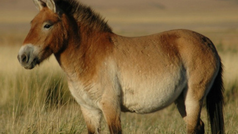 Según los investigadores, el cebro ibérico se parecería mucho a un caballo de Przewalski (Equus przewalskii) pero de color gris, en vez de ser de color arena.