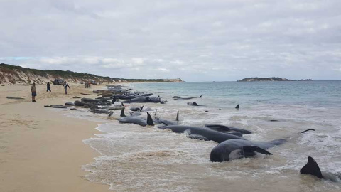 Una parte de las ballenas varadas en Australia. | REUTERS