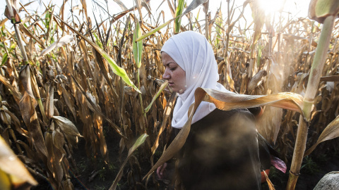 Una refugiada siria camina por un maizal cerca de la frontera entre Hungría y Serbia cerca de Roszke (Hungría) .- EFE/Sandor Ujvari