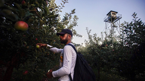 Un refugiado sirios coge una manzana durante su caminata junto a la frontera, antes de hacer noche y tratar de atravesar la alambrada de cuchillas levantada por Hungría en su frontera con Serbia.- EFE/SANDOR UJVARI