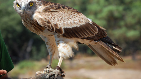 Águila culebrera / Wikipedia