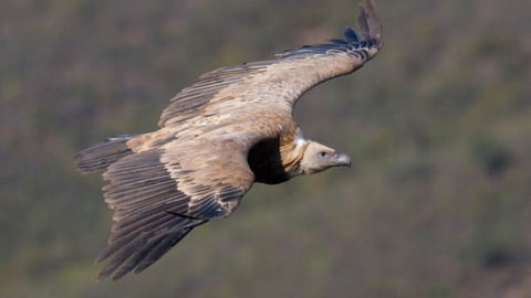 400.000 cigüeñas y rapaces, 750.000 aves marinas y varios millones de aves pequeñas confluyen en este lugar en su paso de Europa a África / © John Wright