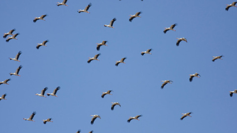 Cigüeñas en el estrecho / © John Wright