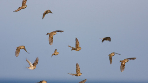 Aves a su paso por Tarifa / © John Wright