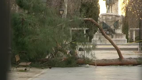 Un niÃ±o fallece aplastado por un Ã¡rbol en El Retiro