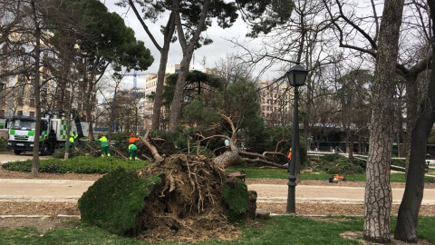 Uno de los árboles caídos en las últimas horas en el parque de El Retiro (Madrid). /@_ELRETIRO