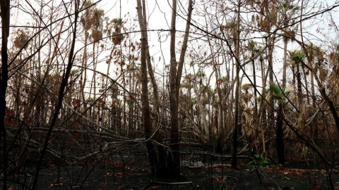 El Pantanal paraguayo, en las inmediaciones del centro biológico de Tres Gigantes, afectado por los incendios. / EFE