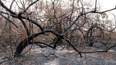 En zonas afectadas por los incendios habitan especies protegidas como el yaguareté o el oso hormiguero gigante. / EFE