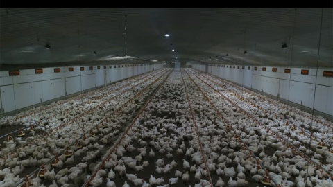 Gallinas, en una imagen del documental Dominion