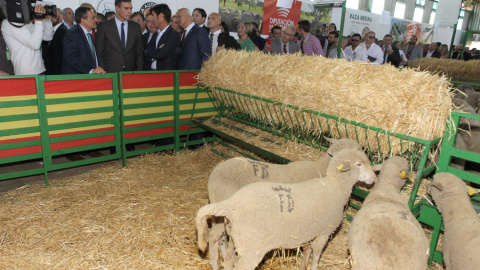 El presidente del Gobierno en funciones, Pedro Sánchez, que ha participado en la inauguración de la Feria Internacional Ganadera de Zafra (Badajoz) observa unas ovejas de raza merina. EFE/ Jero Morales