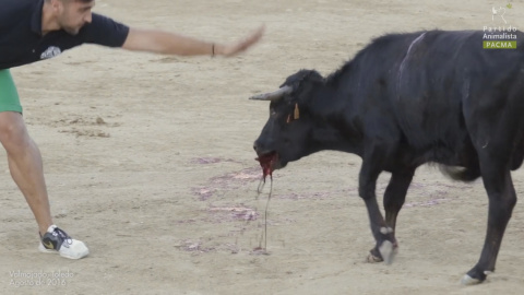 Captura del vídeo de la becerrada popular que se celebra en la localidad manchega de Valmojado.