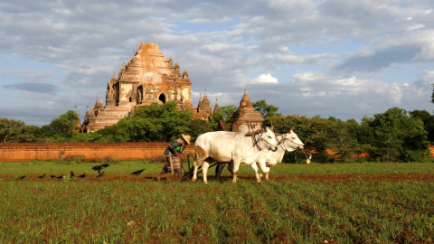 Un granjero trabaja cerca al templo Sulamani, al sur de Mandalay (Birmania), afectado por el terremoto de 6,8 grados que afectó ayer la región central del país. EFE/HEIN HTET