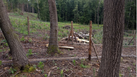 Varios álamos temblón en uno de los bosques del estudio.