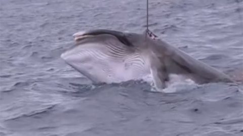 Una ballena cazada por pesqueros japoneses