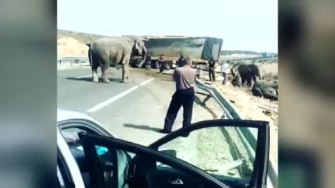 Una manada de elefantes sueltos tras un accidente obliga a cortar la A-30