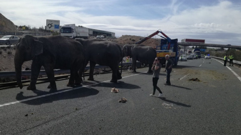 Los animales han quedado liberados fruto del siniestro, por lo que se ha cortado la carretera. Policía Local de Albacete