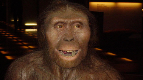 Reconstrucción de Lucy, la australopithecus afarensis.