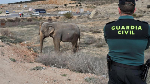 Un guardia civil observa a uno de los elefantes que resultó herido tras volcar el camión en el que viajaba. | MANU (EFE)