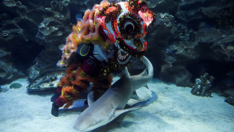 Los buceadores realizan una danza tradicional del león mientras un tiburón nada dentro de un acuario en el Aquaria KLCC en Kuala Lumpur, Malasia, el 30 de enero de 2019 | AFP/Mohd Rasfan