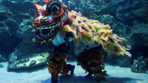 Los buceadores realizan una danza tradicional del león mientras un tiburón nada dentro de un acuario en el Aquaria KLCC en Kuala Lumpur, Malasia | AFP/Mohd Rasfan