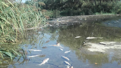 Imagen de los peces muertos en el río Henares.