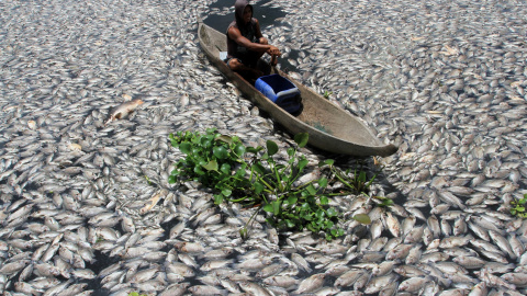 Un hombre conduce un barco de madera a través de los peces muertos en un estanque de cría en el lago Maninjau en Indonesia. REUTERS