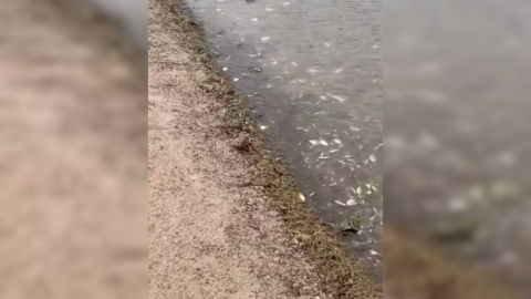 Peces muertos en la orilla del Mar Menor.