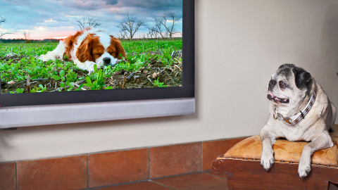 Un perro ve en la televisión a otro de sus congéneres. DOGTV