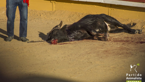 Imagen documentada por PACMA de uno de los becerros asesinados en los festejos celebrados en Cercedilla, Madrid. PACMA