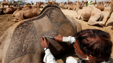 Un hombre utiliza una tijera para hacer patrones decorativos intrincados en la espalda de un camello antes de mostrarlo a la venta en un mercado de ganado improvisado durante la fiesta de Eid al-Adha, en Karachi, Pakistán. REUTERS/Akhtar So