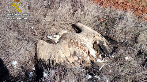 Imagen de una las aves envenenadas. GUARDIA CIVIL